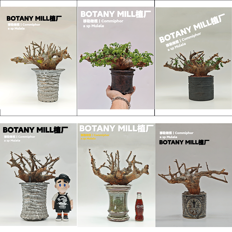 植厂 穆勒没药橄榄 带盆发货 潮流块根植物 高级绿植