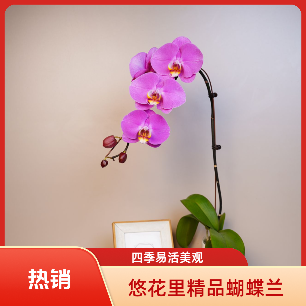 《明兰花卉》蝴蝶兰【粉宝图】带花带花苞大花型开花珠发货