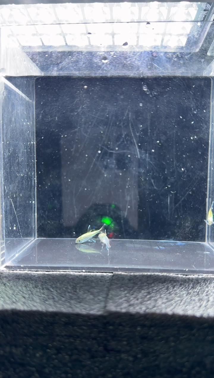 灯科鱼彭**n白金蓝线金灯*3只