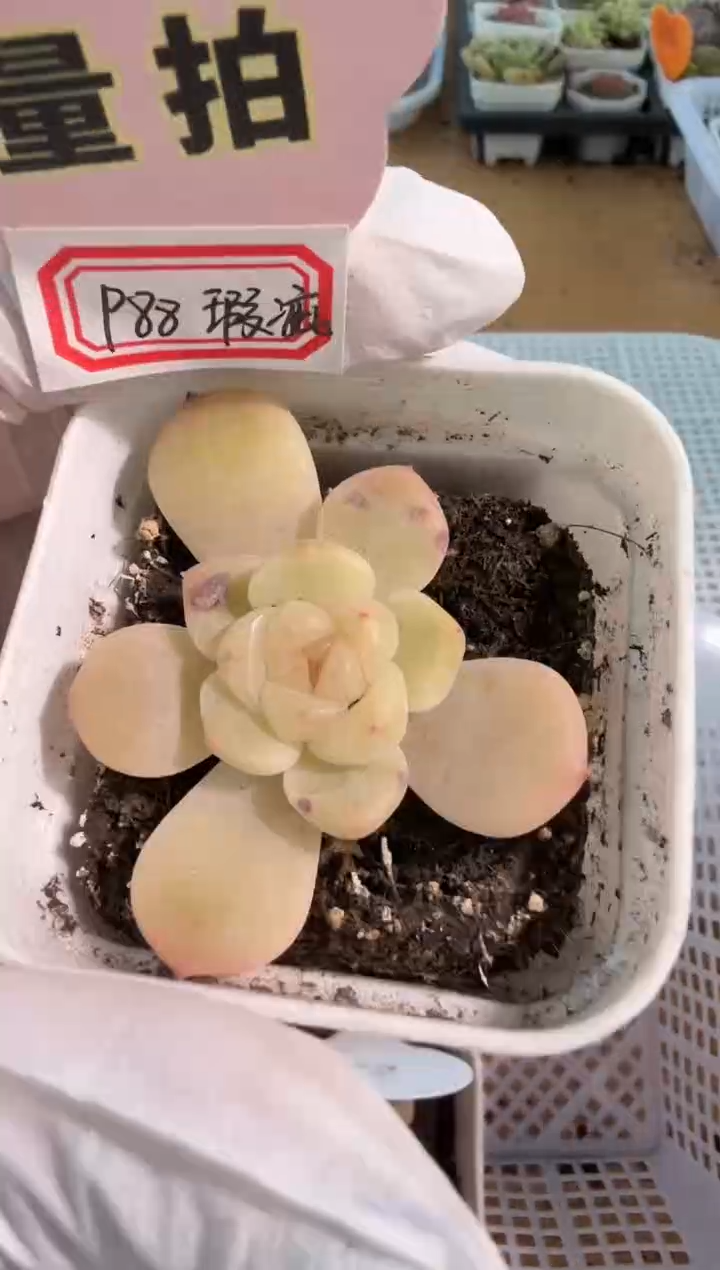 P88/童话 瑕疵 五方一盆 量拍混发