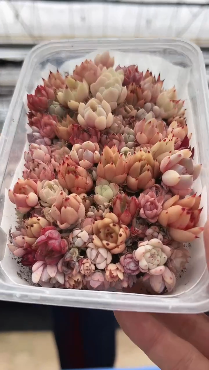 【闪购商品】新款多肉-100（幼稚园）