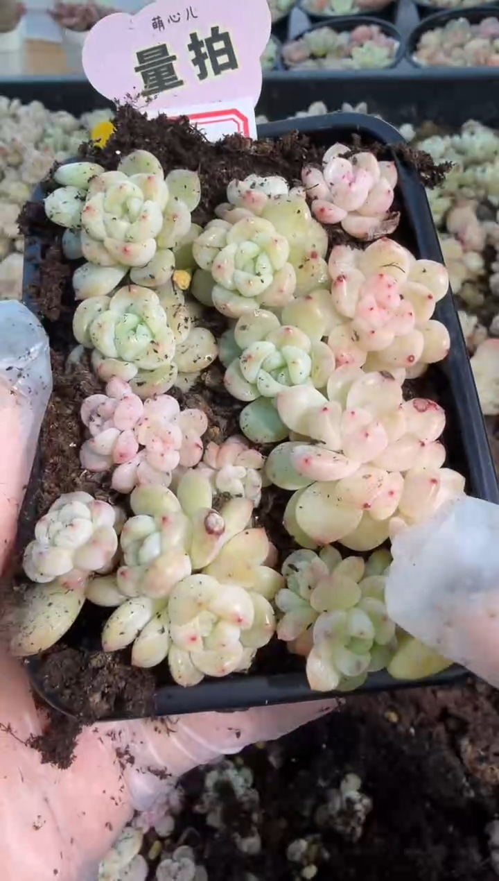 T秃切糕1盒 量拍多肉植物