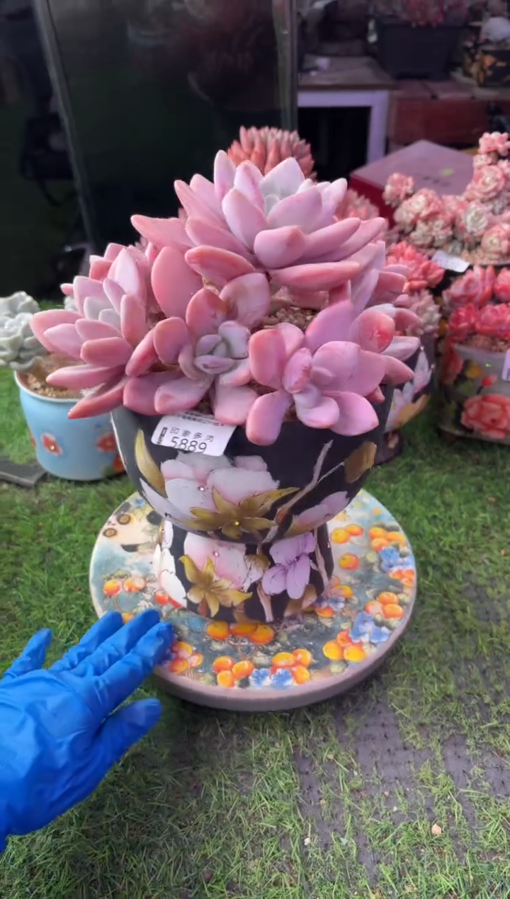 昆明印象多肉5889