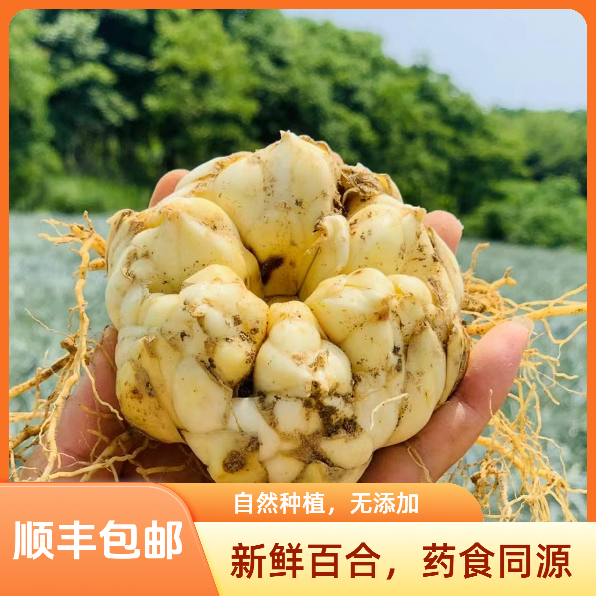 【新鲜次日达】宜兴山百合蔬菜宜兴鲜百合太湖之参顺丰包邮味苦软糯百合