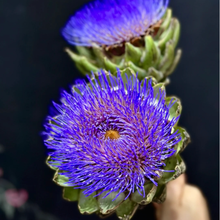 【今喜花舍】法国百合洋蓟 一单顺丰冷链包邮