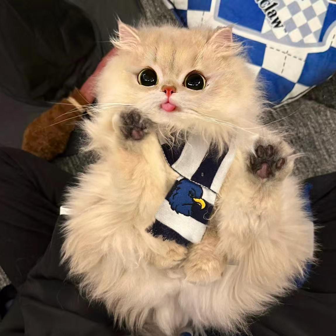 【黑猫警长】可爱纯种活体猫咪