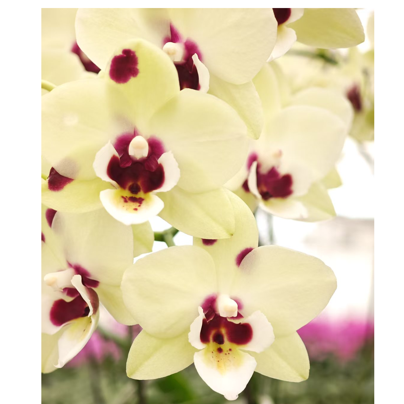 蝴蝶兰  月牙湾3.5+ 开花株叶子微瑕（不售后，请谨慎下单！）