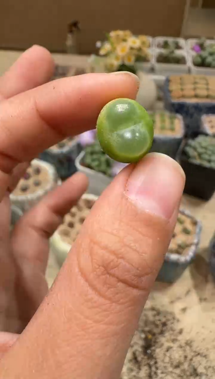 9-118多肉植物肉锥
