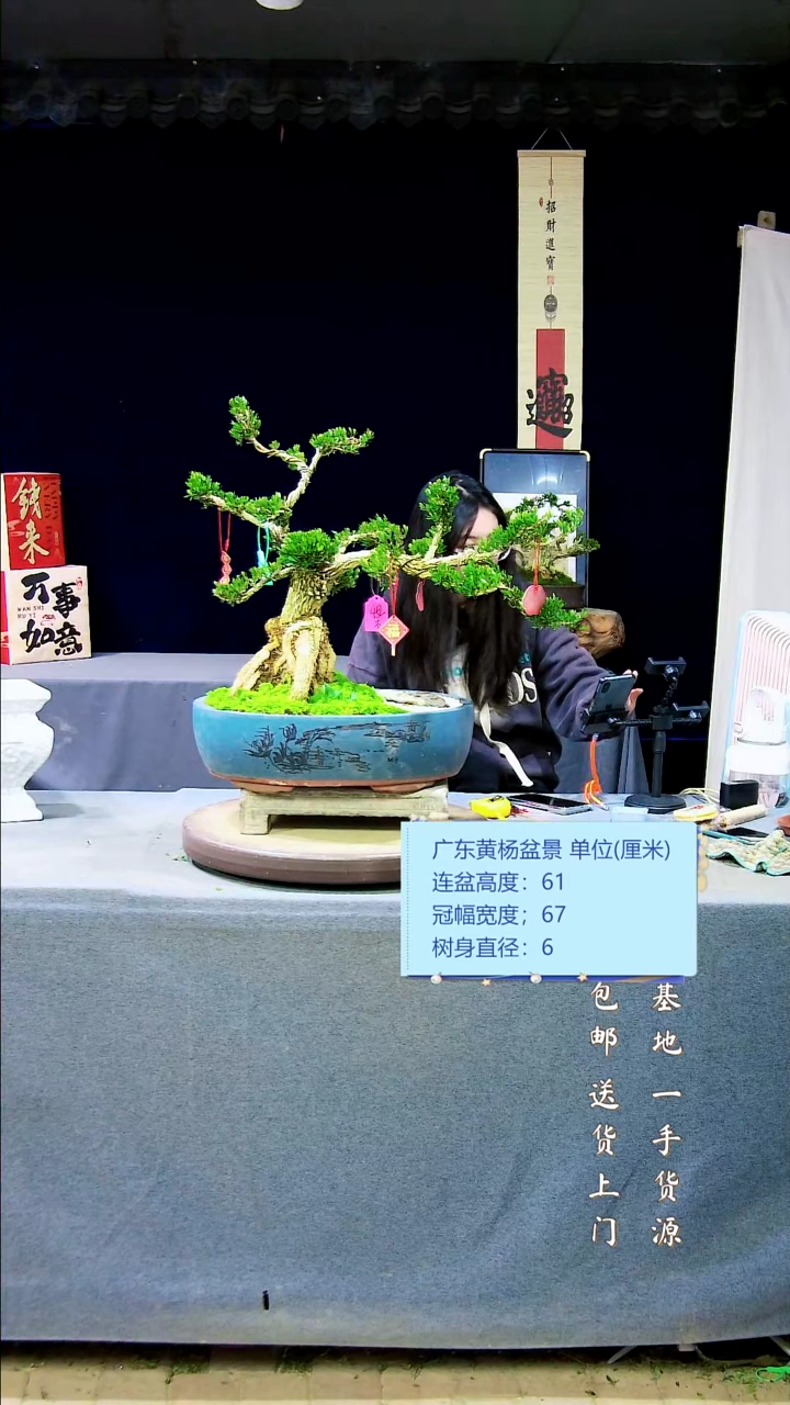 【闪购商品】黄杨盆景黄杨盆景