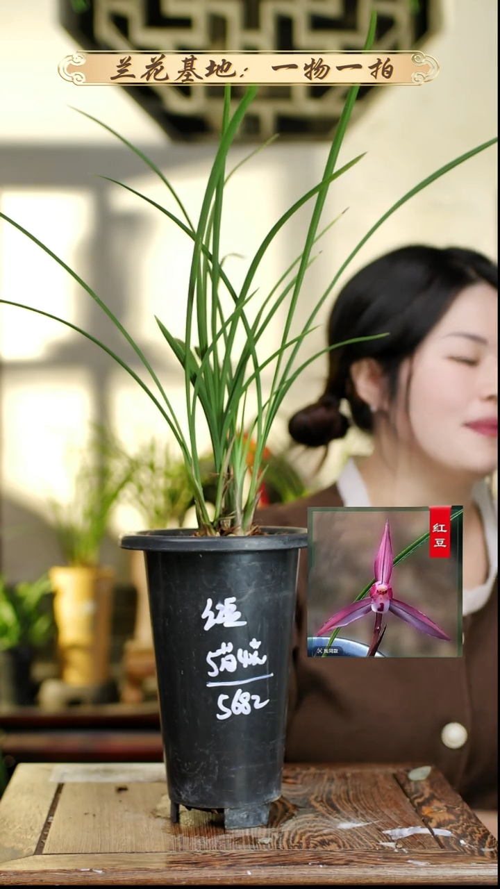完全开放红豆5苗4花苞 