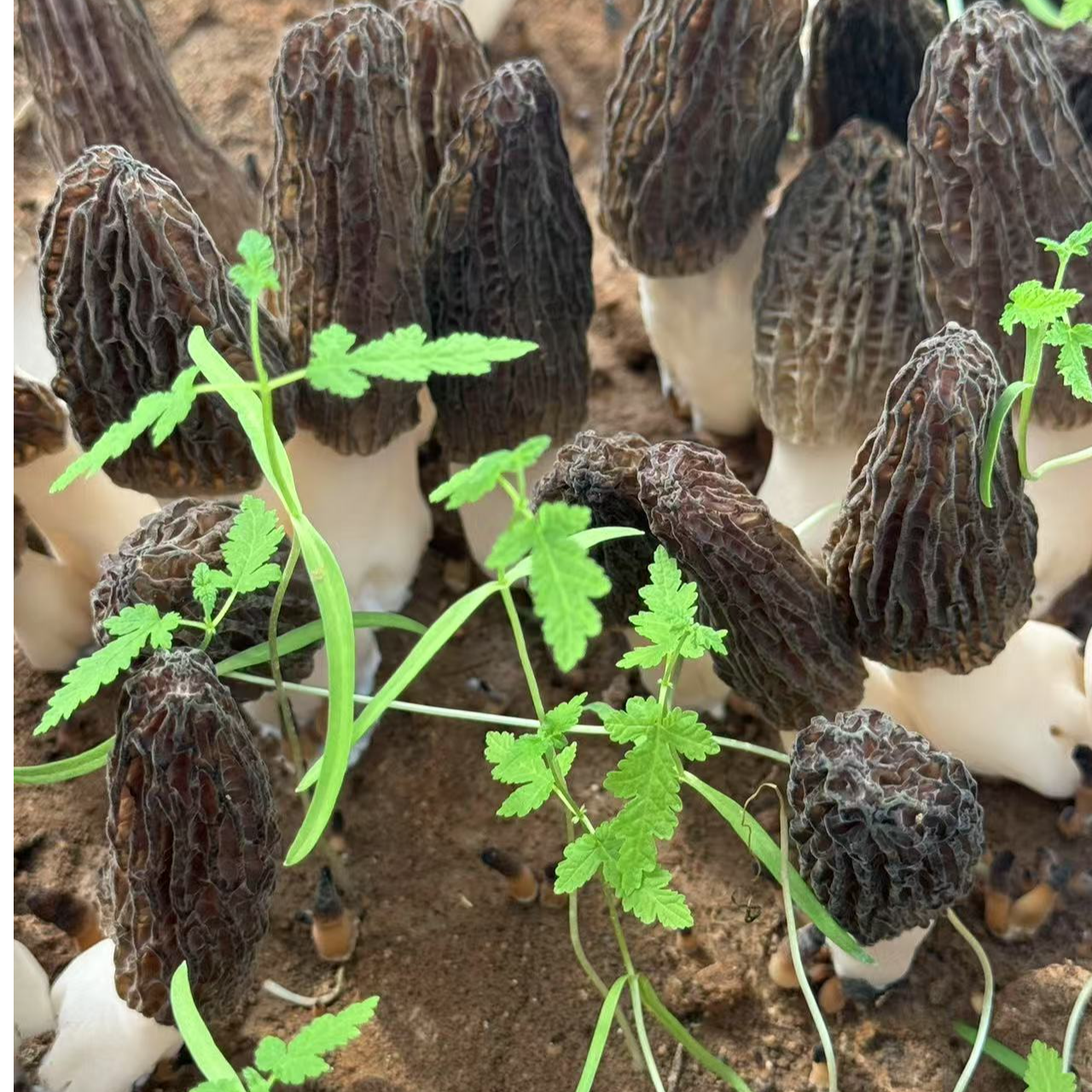 2025新货羊肚菌林下种植自然生长肉厚煲汤个大菌菇味鲜净重