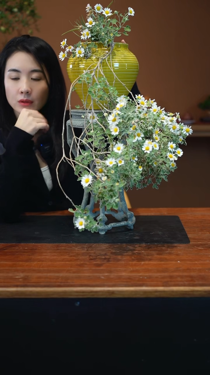 全部花朵雅菊盆景盆景盆景