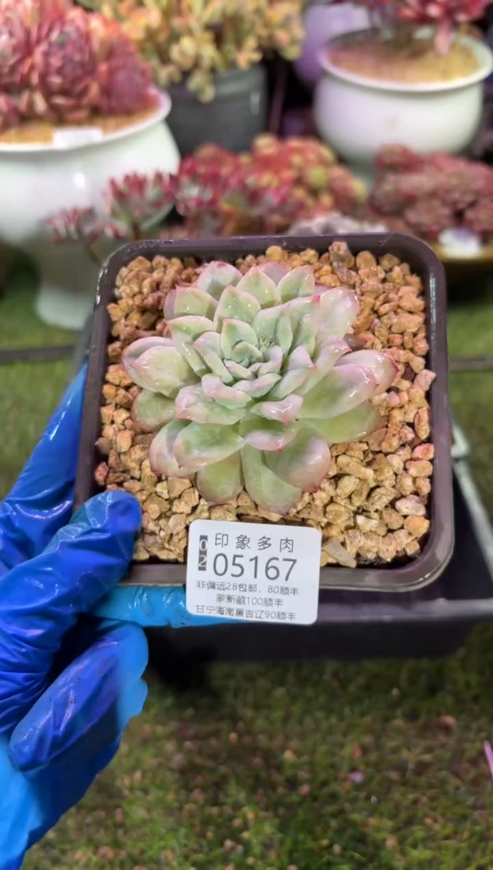 【闪购商品】05167