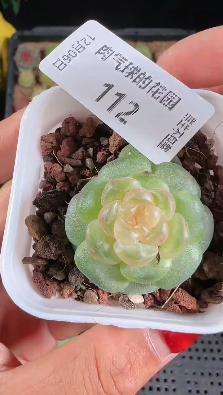 1206-112流莹多肉群生不包整