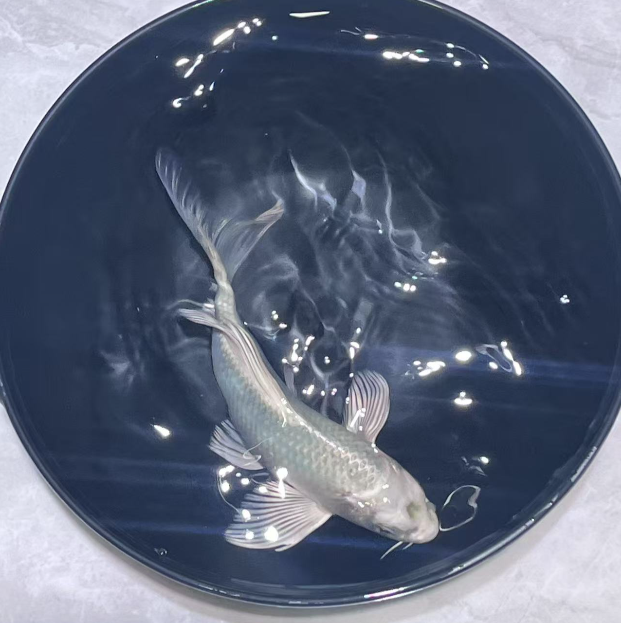 51-100号拍蝴蝶鲤锦鲤金鱼冷水淡水观赏鱼