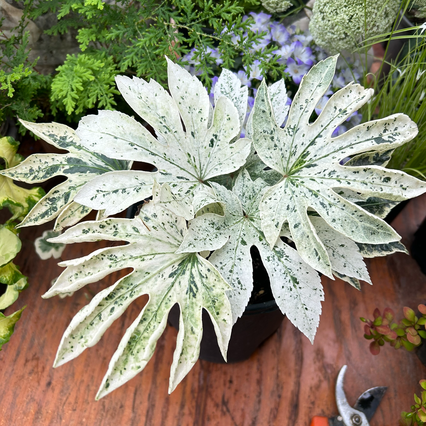 【嘉瑞】常绿灌木 蛛网八角金盘 锦化观叶植物 耐阴盆栽苗