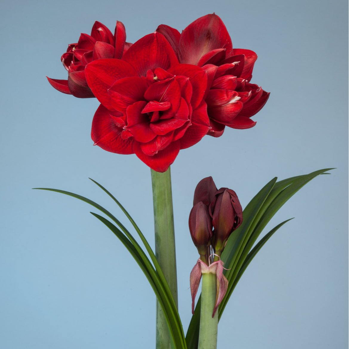 进口秘鲁朱顶红种球红色交响曲大规格多年生盆栽地栽红色重瓣