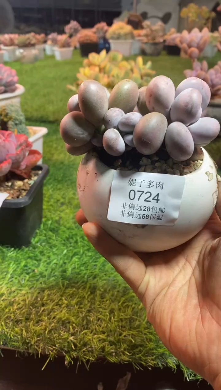 【闪购商品】0724a