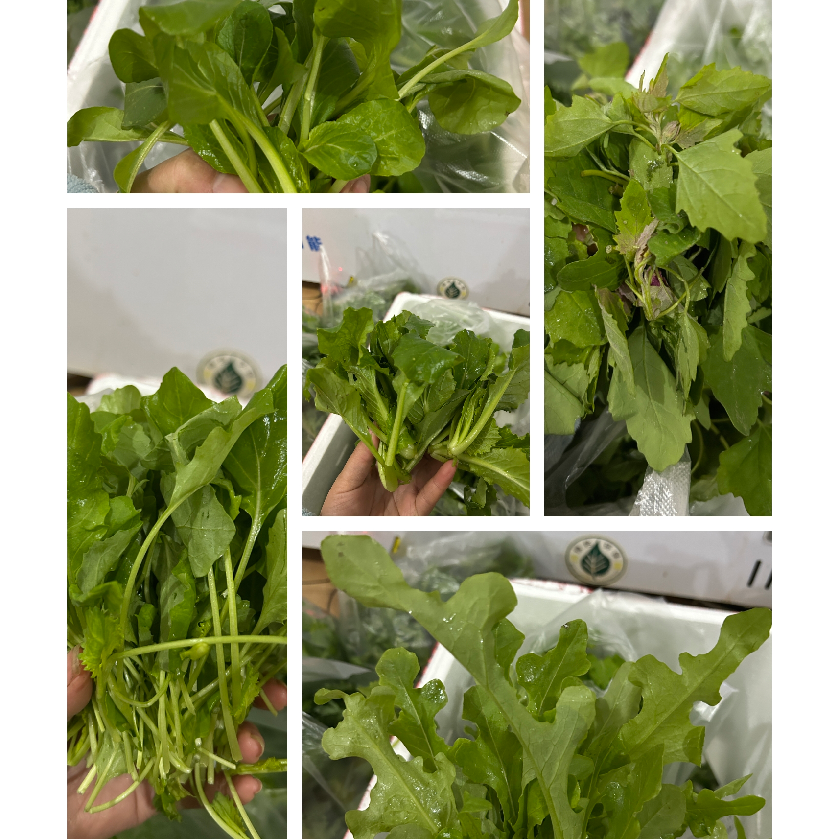 贵州本地新鲜蔬菜组合 火锅菜组合 可自由搭配 蔬菜拼盘