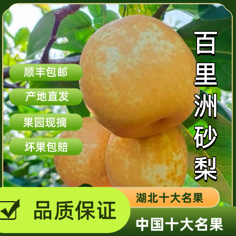 湖北正宗百里洲砂梨翠冠砂梨清脆香甜顺丰包邮家庭装