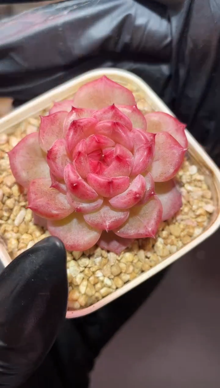 闪购718 曼珠沙华多肉一颗  4厘米