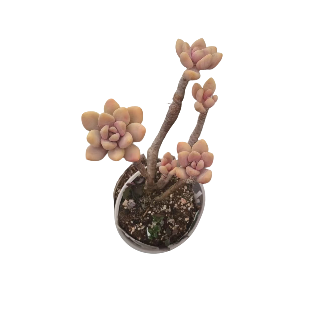 同美多肉园艺  手指美人  以直播间实物为准 综合链接