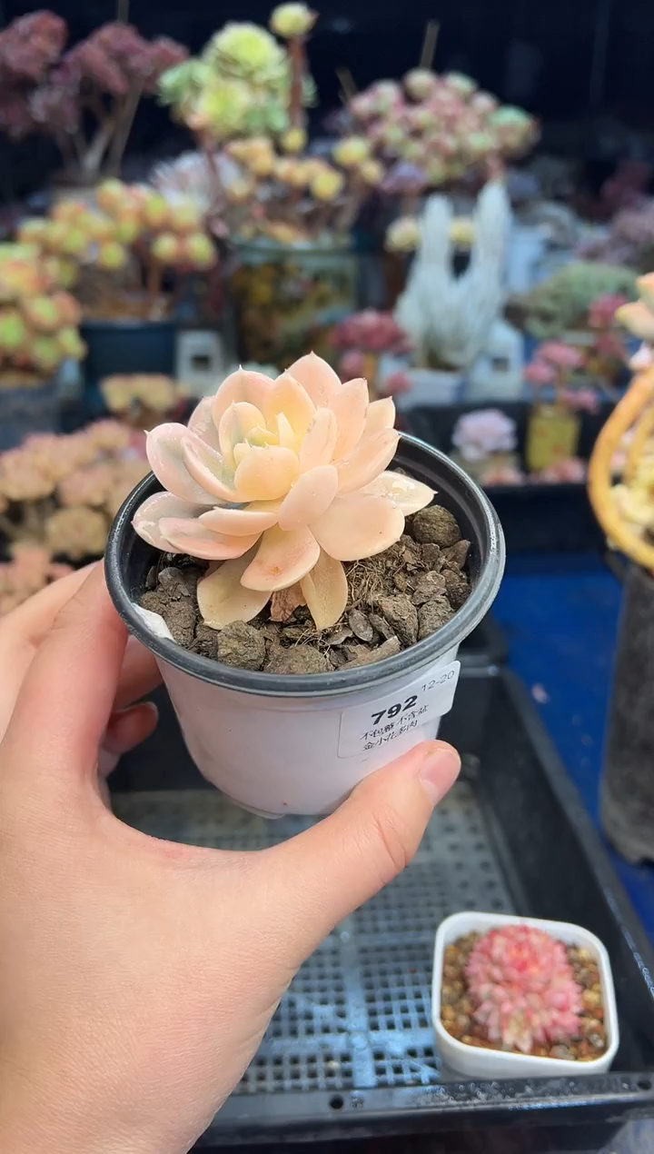 【闪购商品】792不带盆