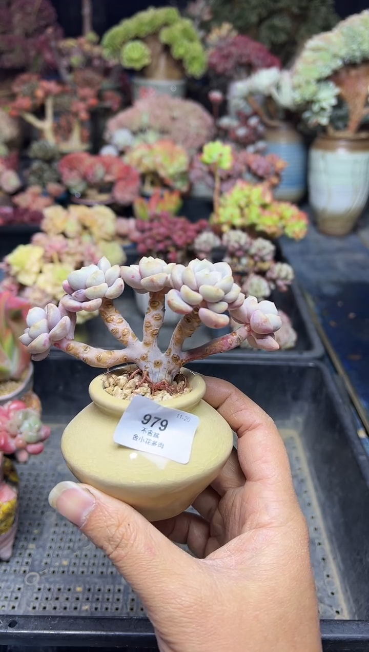 无**虑979               不带盆