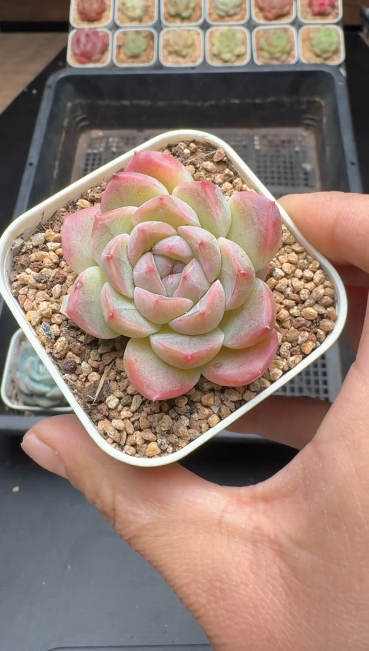 【闪购商品】692B物拍多肉带盆土6.5杯拍3颗包柚