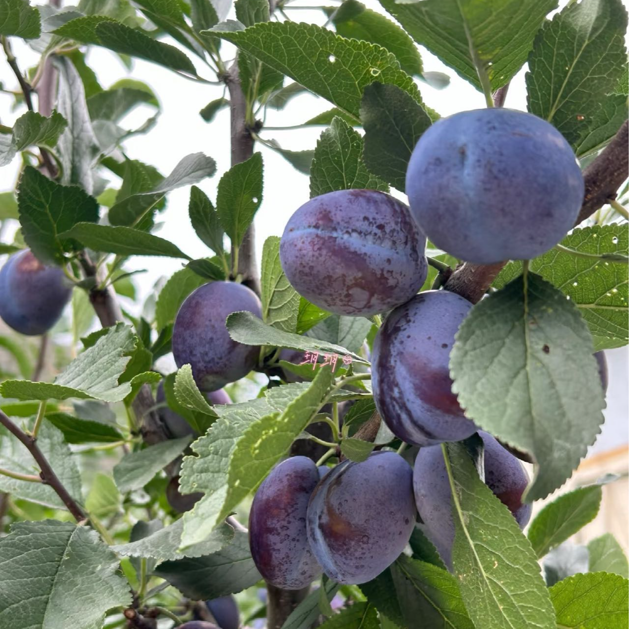 新疆吐鲁番法兰新西梅树苗直发包邮3年苗新疆直发带泥浆发货