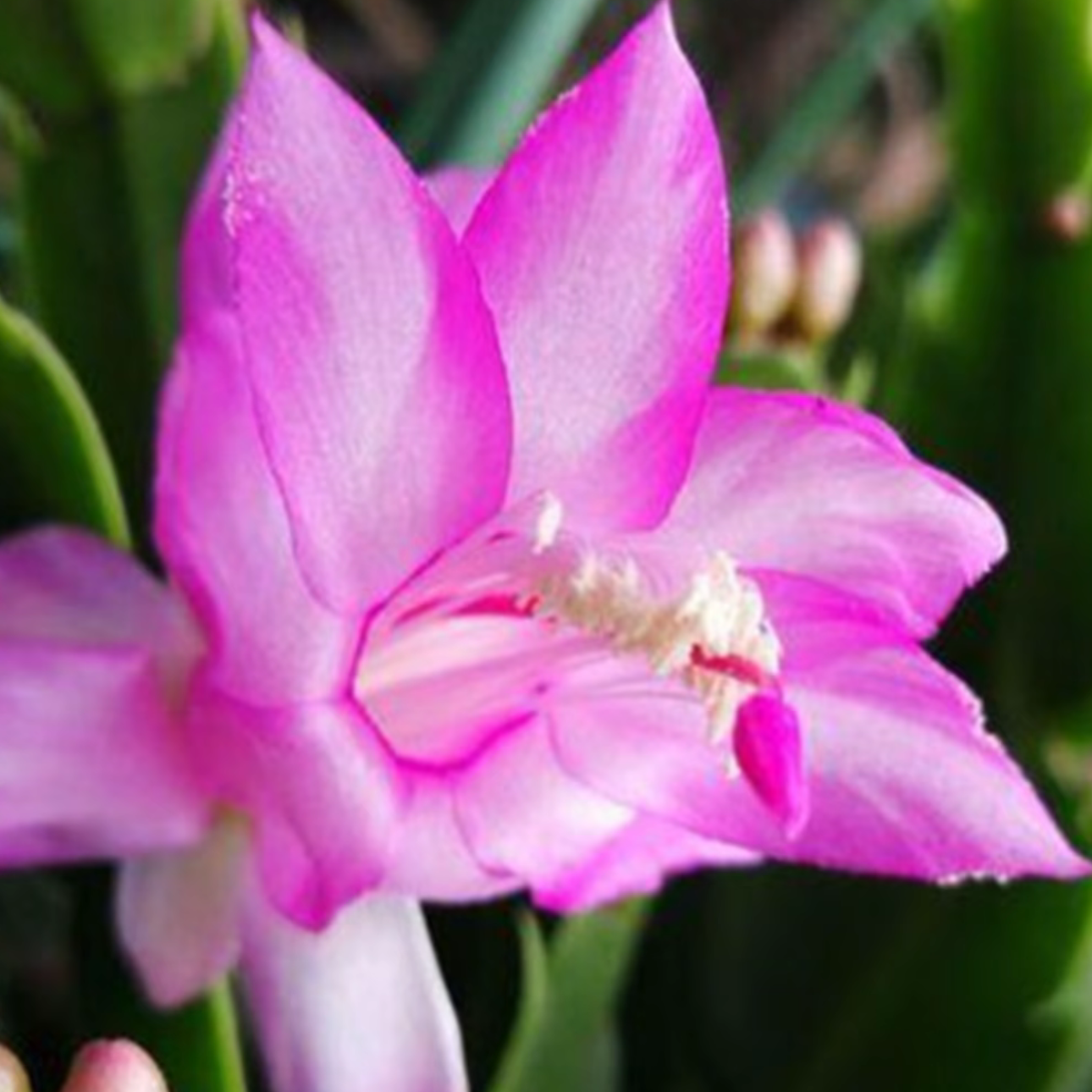 【紫粉色凯瑞】蟹爪兰盆栽带花苞室内阳台办公室花卉绿植好养易活