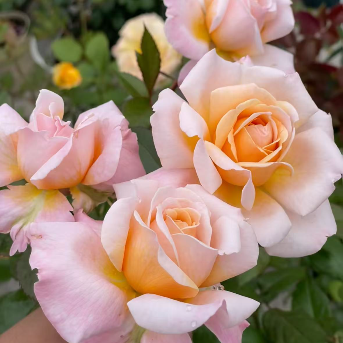 花妖【大公夫人大苗】大花四季