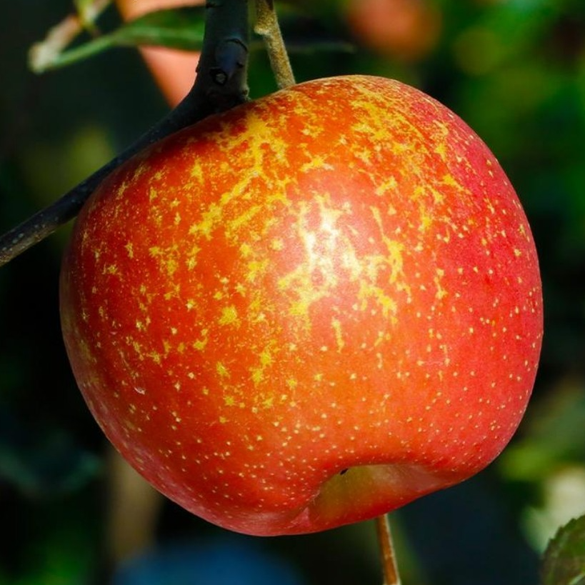 A昭通冰糖心丑苹果新鲜脆甜爽口果园直供水果