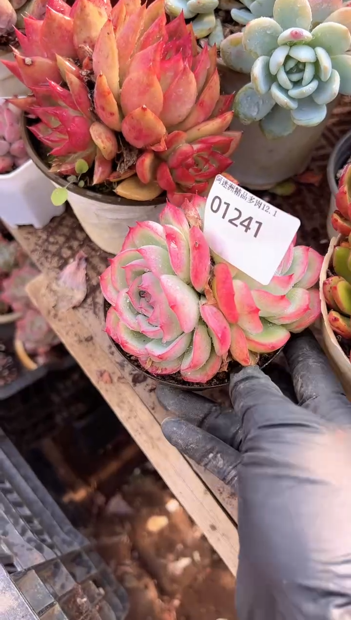ᴥ****?多肉植物一物一拍01241