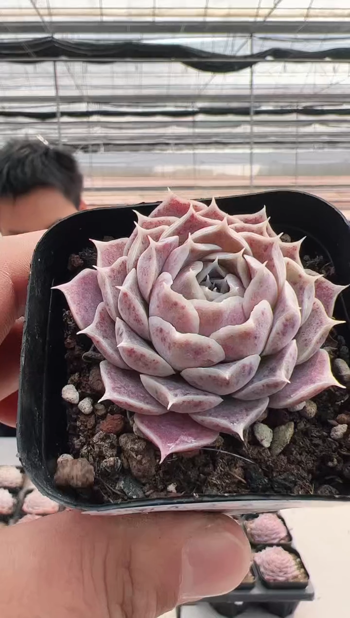 【闪购商品】福利多肉-37