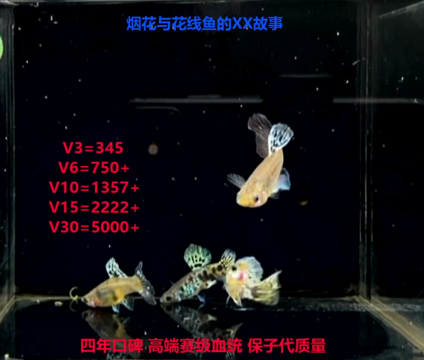 孔雀鱼白子基大背黄虎斑幼鱼体验2对