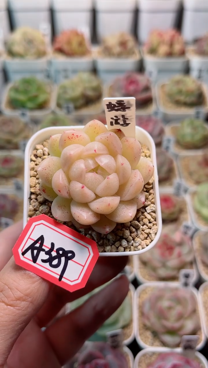 【闪购商品】A389浮游一物一拍