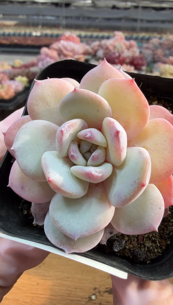 东云多肉园三店-66