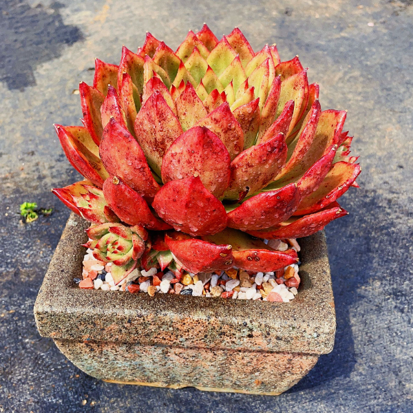 单头弗兰克拍一发两 新手必拍 好看好养