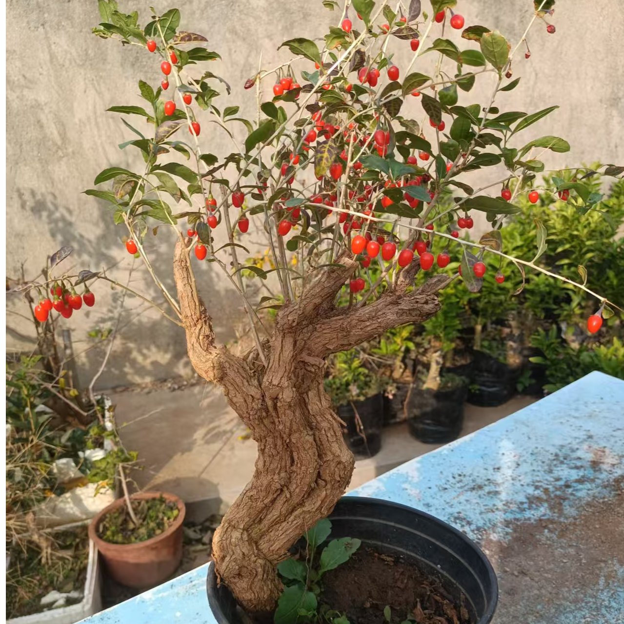 一物一拍盆景绿植盆栽