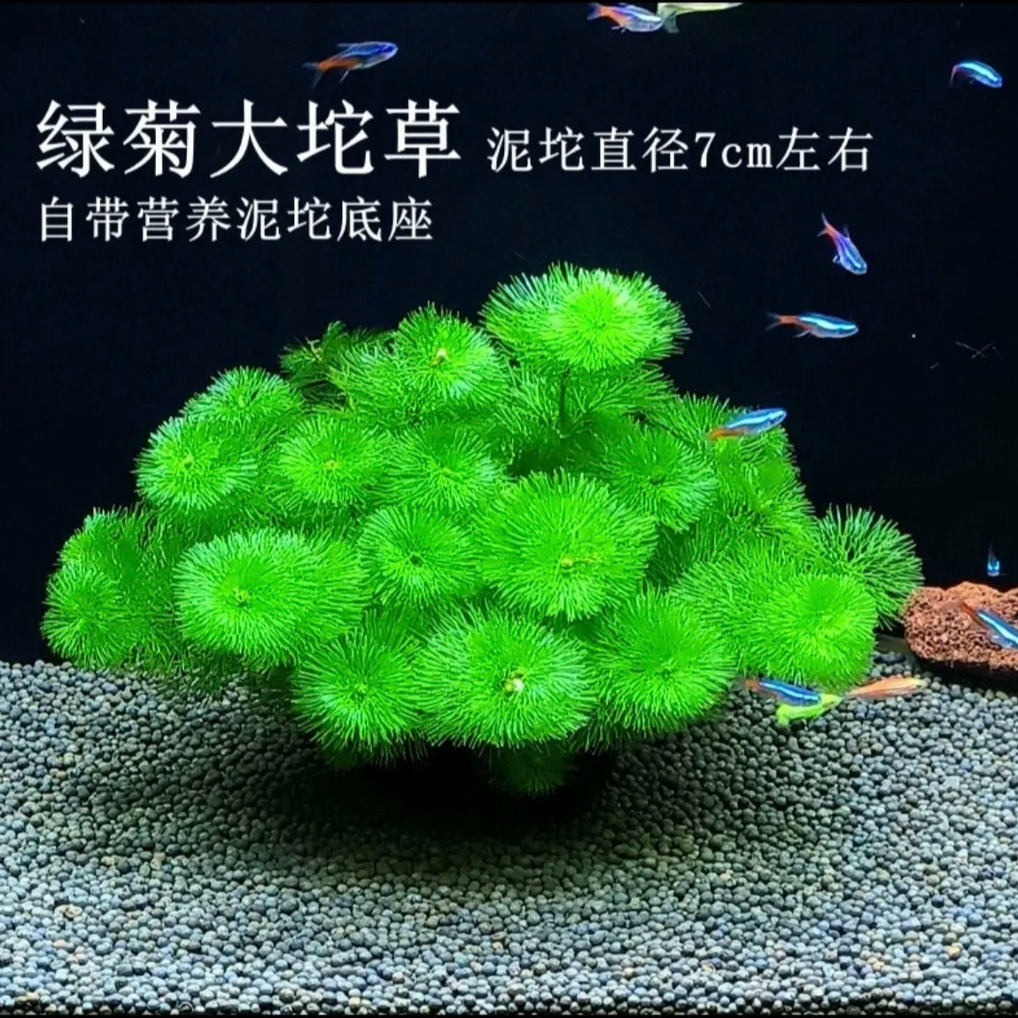 绿菊花坨草 鲜活水草叶片茂盛藏小鱼小虾（不带根的品种）