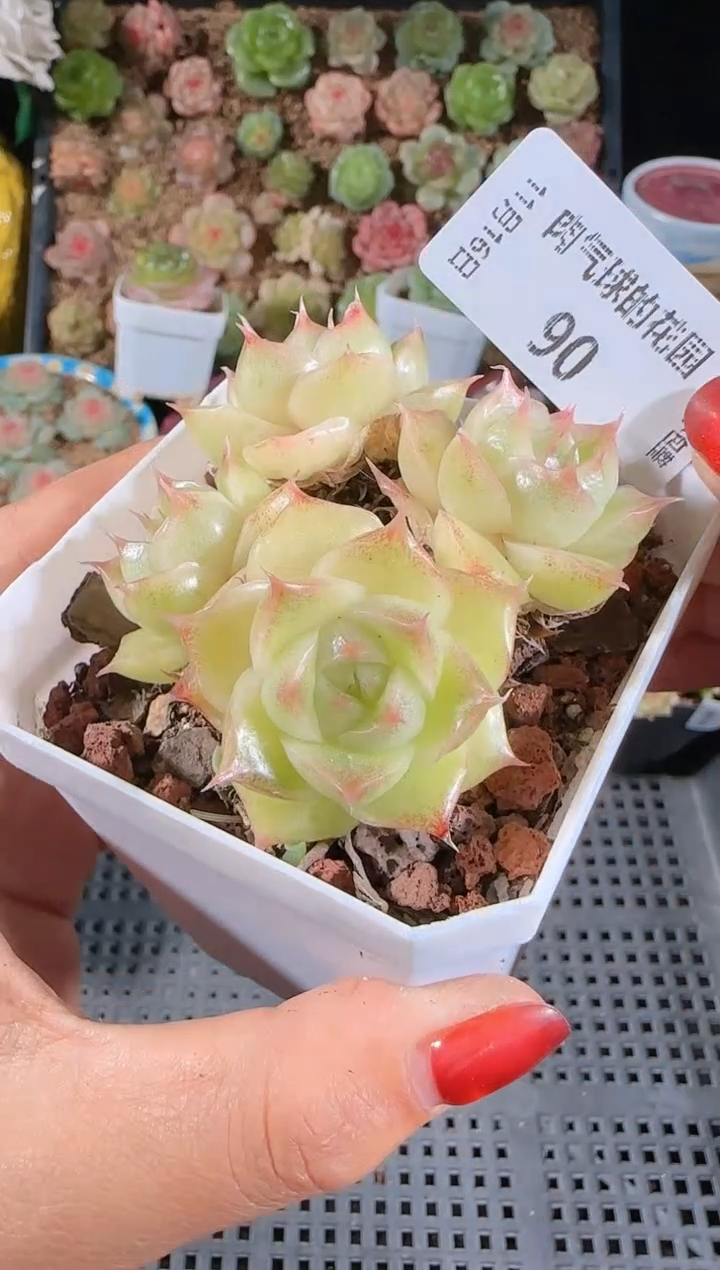 1116-90群生不包整