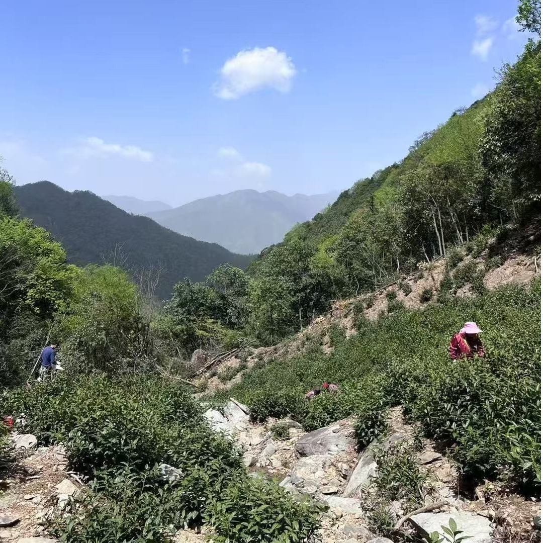 新茶【天湖景区中期】黄山风景区小山头群体种毛峰