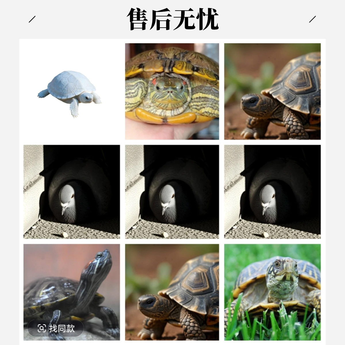 A2东子精选 直播间可挑选的活体宠物 以直播为准