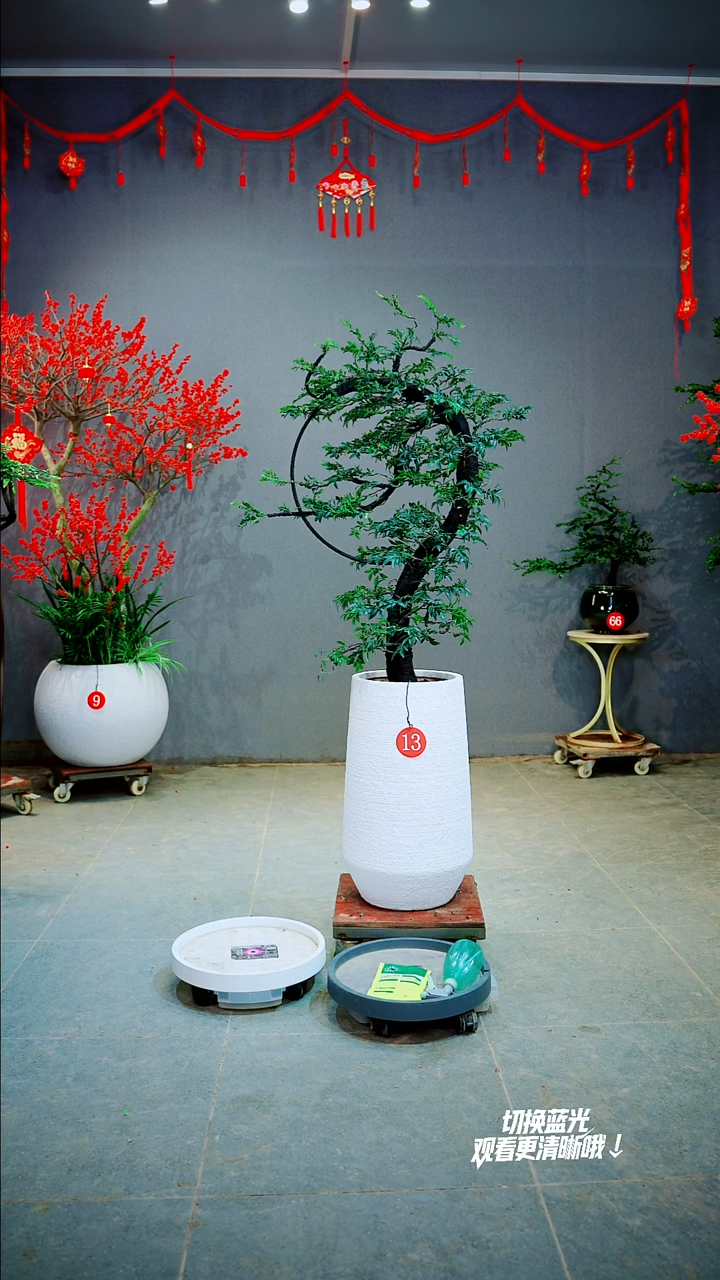 以实际为准z****g一物一拍绿植