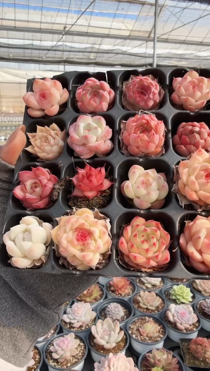 东云多肉园新款-114