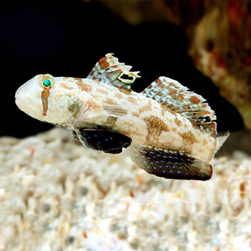 四驱车虾虎鱼翻砂生物海水观赏生物热带海水观赏鱼