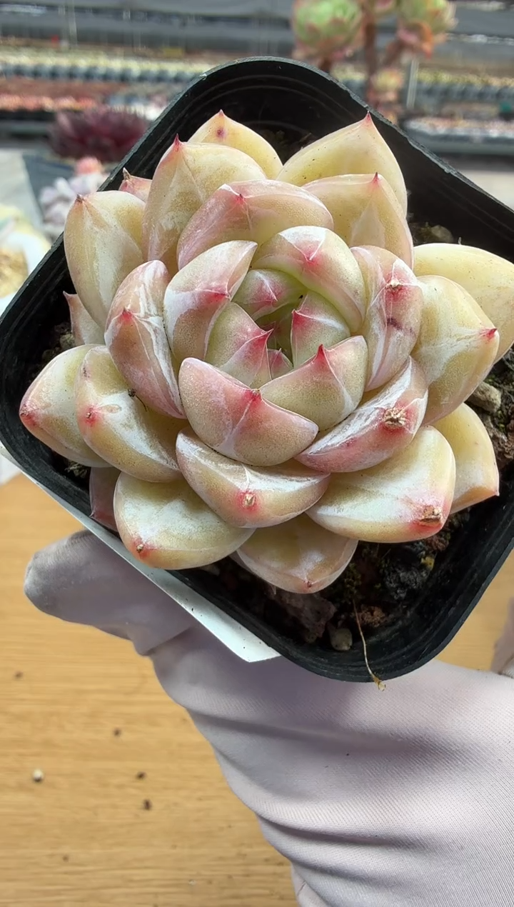 东云多肉园二店-295