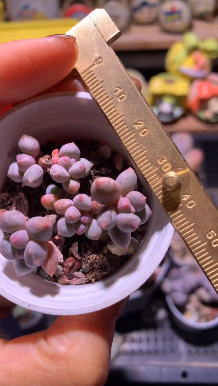 蓝莓奶酪多头，满28包邮，不满发一个叶子到付