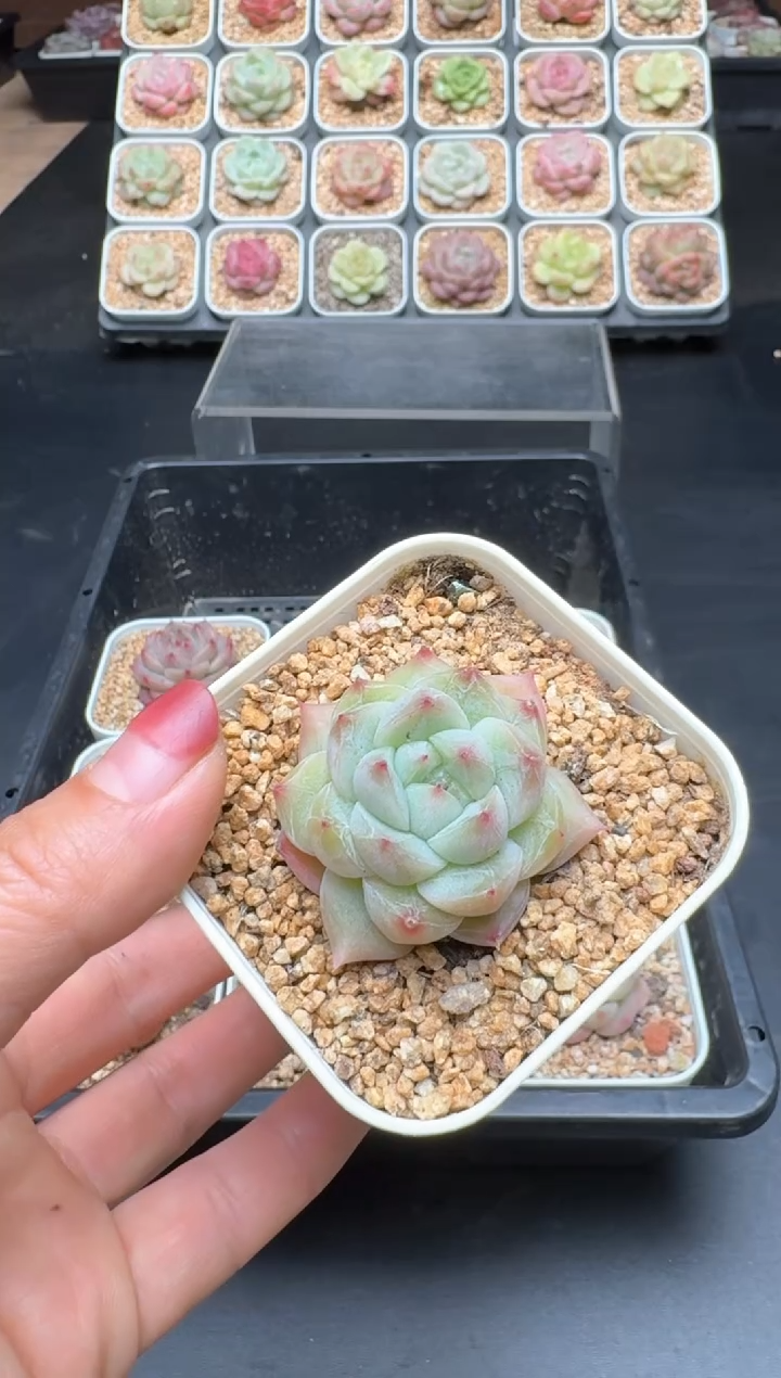【闪购商品】611D物拍多肉带盆土6.5杯拍3颗包柚